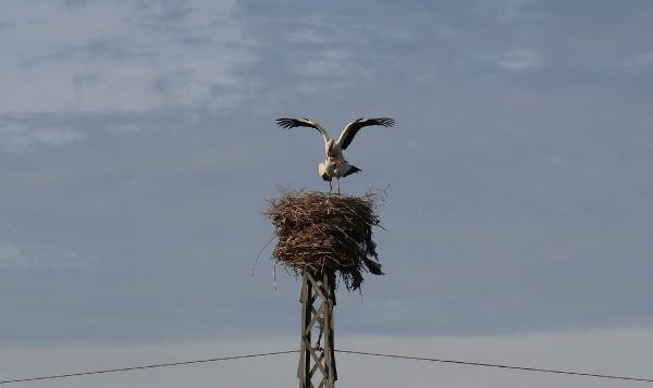 5 bin kilometre kanat çırpan leylekleri kuraklık karşılıyor