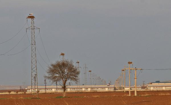 5 bin kilometre kanat çırpan leylekleri kuraklık karşılıyor