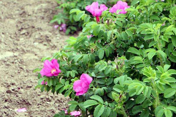Trakya tarlalarında 60 çeşit aromatik bitki yetiştiriliyor