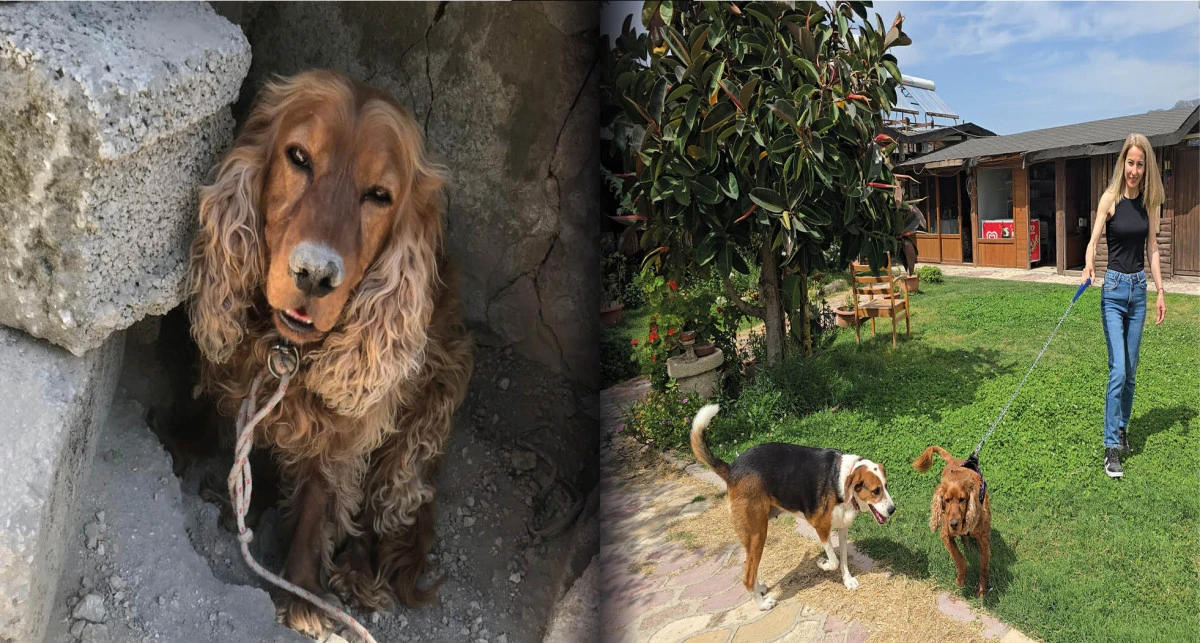3 aydır kayıp köpeği Çilek'i ağaca bağlı halde buldu