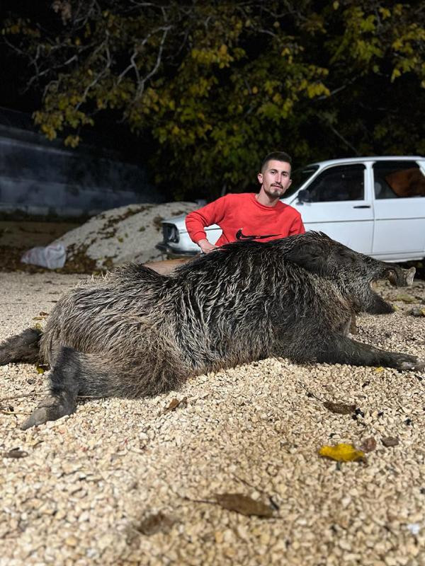 397 kiloluk domuzu öldürdü