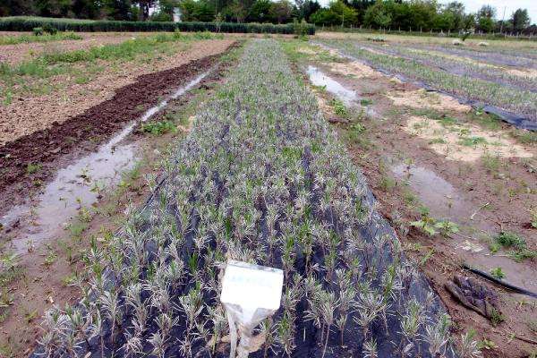 Trakya tarlalarında 60 çeşit aromatik bitki yetiştiriliyor