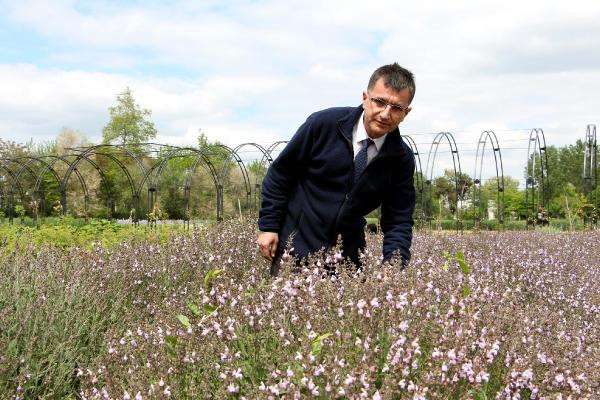 Trakya tarlalarında 60 çeşit aromatik bitki yetiştiriliyor