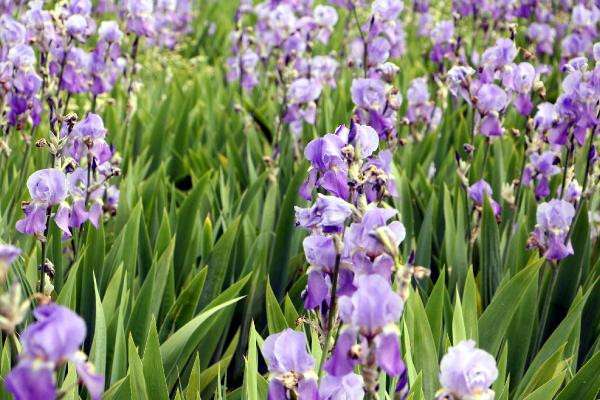 Trakya tarlalarında 60 çeşit aromatik bitki yetiştiriliyor
