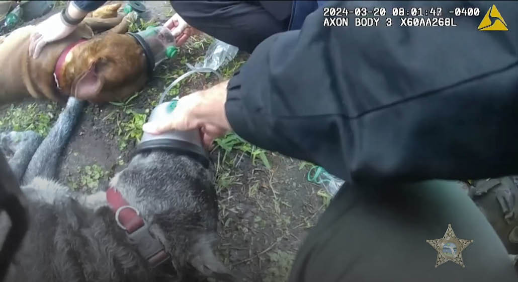ABD’de yanan evden kurtarılan iki köpek, ilk yardımla hayata döndü