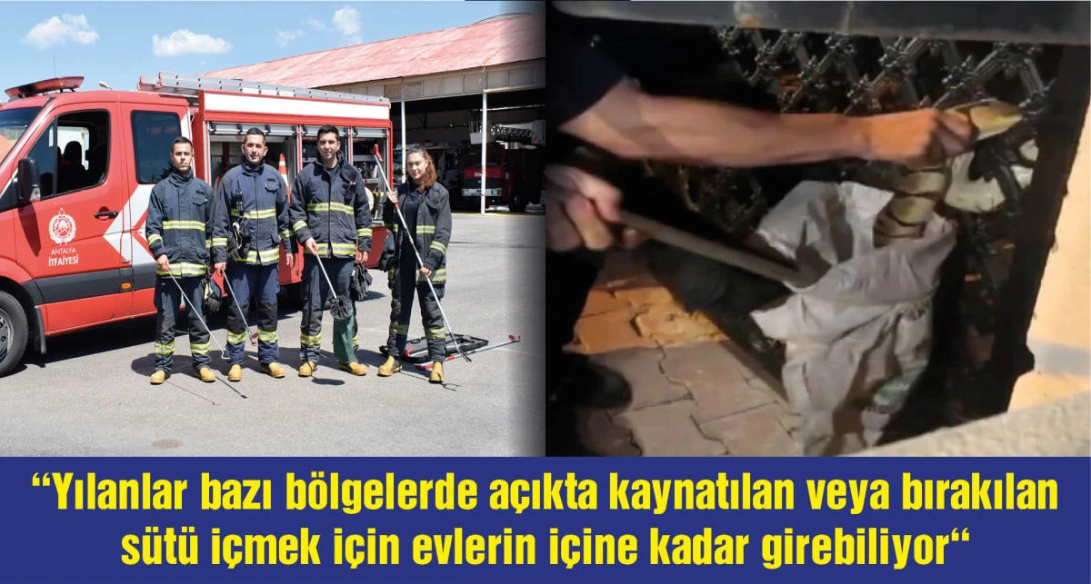 'Açıkta bırakılan süt yılanları cezbediyor'