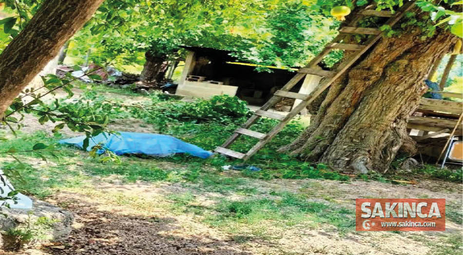 Adana'da dut toplamak için çıktığı ağaçtan düşüp öldü