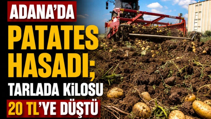 Adana&rsquo;da patates hasadı; tarlada kilosu 20 TL'ye d&uuml;şt&uuml;