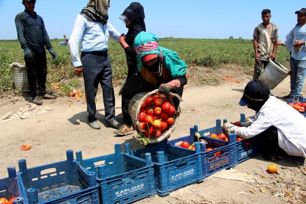 Adana’daki son mahsul domates, kilosu 3,5 liradan alıcı buldu
