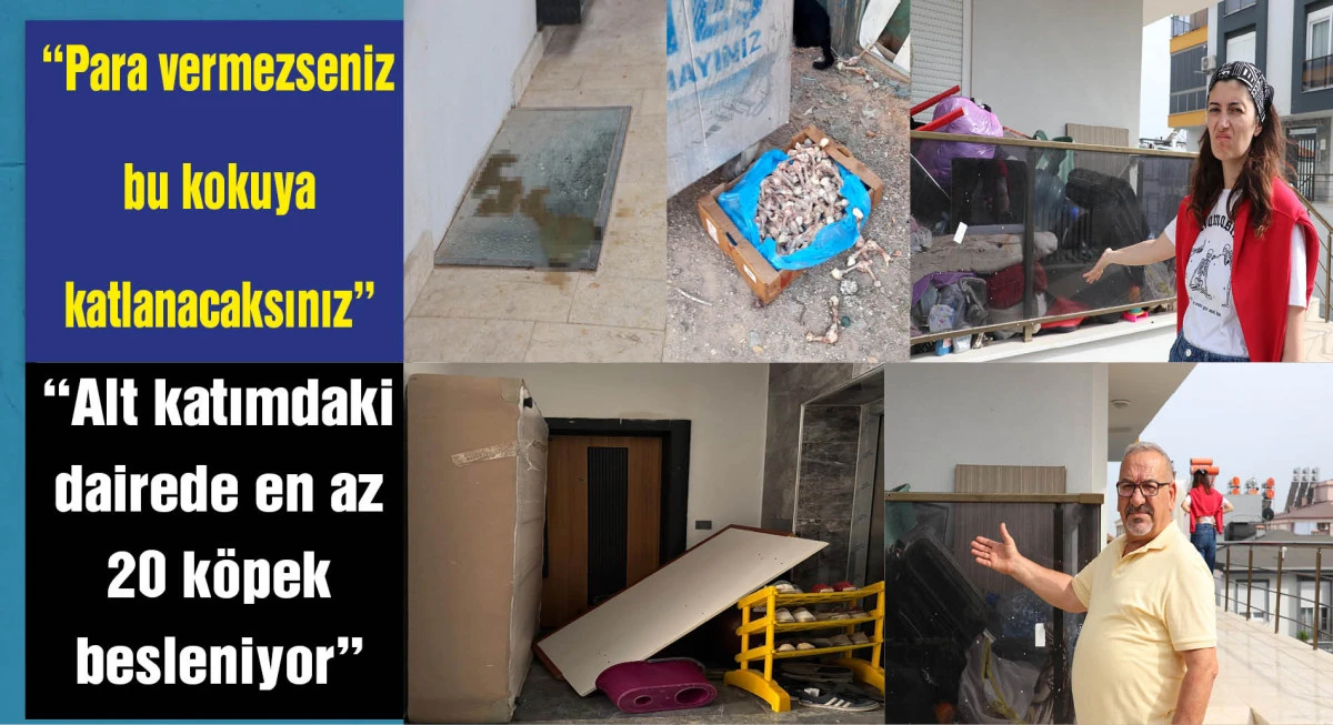 Apartmanda köpek besleme krizi; komşular koku ve hijyen sorunundan şikayetçi