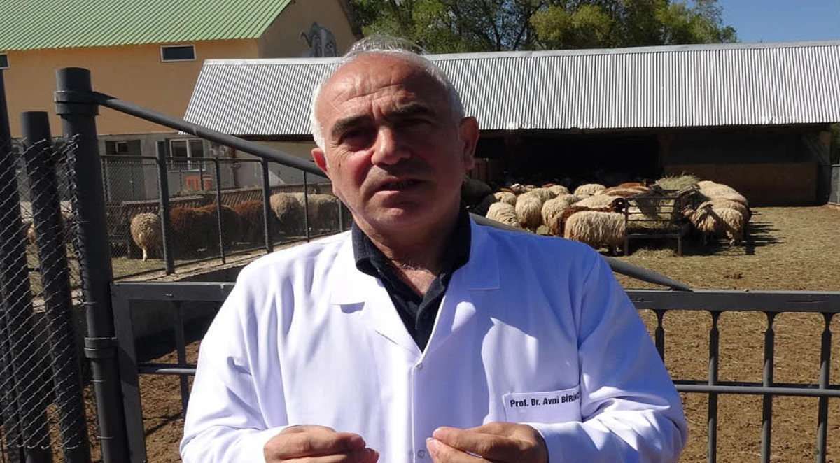 Araştırma merkezinde yetiştirilen koyunlar, kurbanlık olarak satışa çıkarıldı
