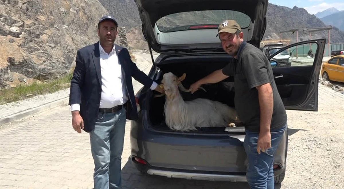 Artvin'de satın aldığı kurbanlık küçükbaşı otomobilinin bagajında taşıdı