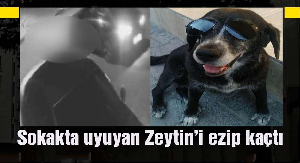 Ataşehir’de sokakta uyuyan köpeği araç ezip devam etti