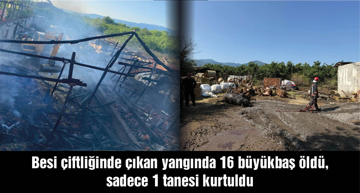 Besi çiftliğinde çıkan yangında 16 büyükbaş öldü