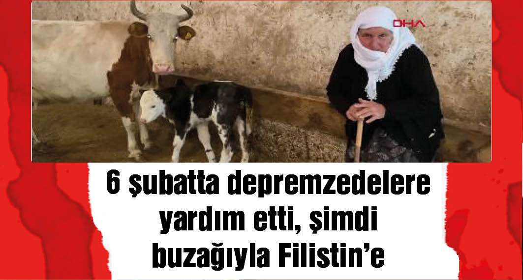 Buzağısı Pamuk'u satıp, parasını Filistin'e gönderecek