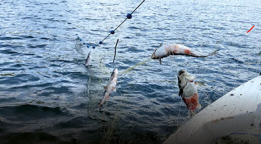 Buzları çözülen Çıldır Gölü'nde balık bereketi yüzleri güldürdü