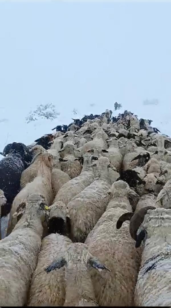 Çoban ve koyunları karda mahsur kaldı; yardıma sürü sahibi yetişti