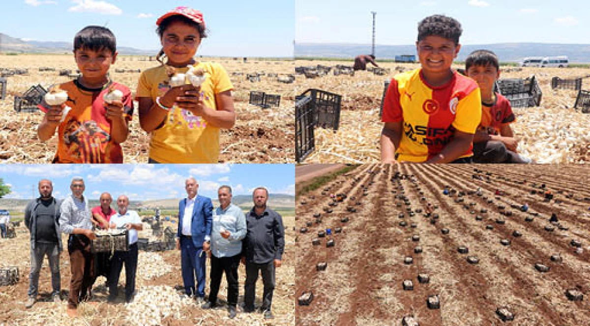 Coğrafi işaretli Araban sarımsağının hasadı başladı