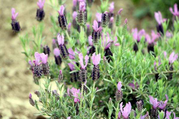 Trakya tarlalarında 60 çeşit aromatik bitki yetiştiriliyor