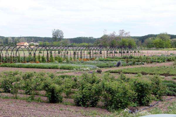 Trakya tarlalarında 60 çeşit aromatik bitki yetiştiriliyor