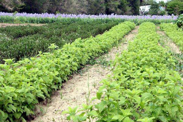Trakya tarlalarında 60 çeşit aromatik bitki yetiştiriliyor