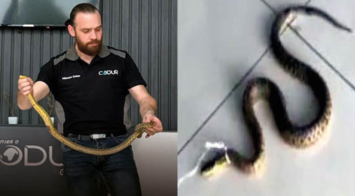 Fabrika sahibi, yakaladığı yılanın boynuna ip bağlayıp video çekti