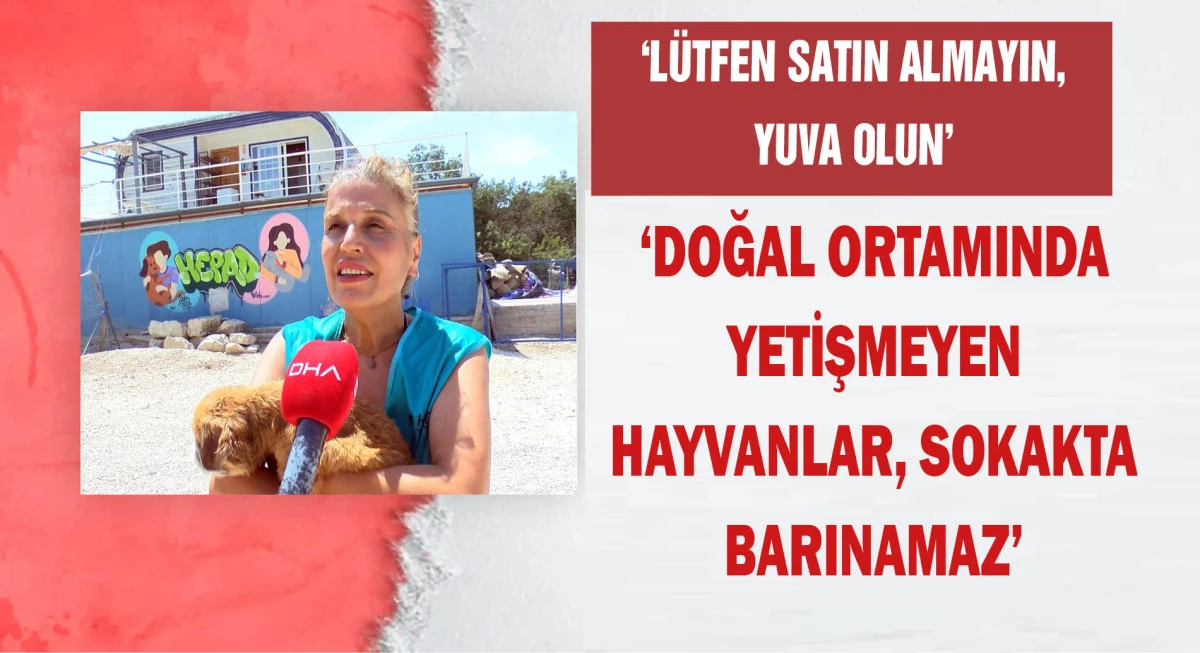 Ge&ccedil;ici hevesle alınıp terk edilen cins k&ouml;pekler, sahiplenilmeyi bekliyor