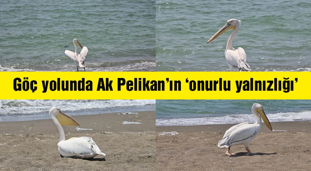 Göç yolunda tek başına kalan ak pelikan, görüntülendi