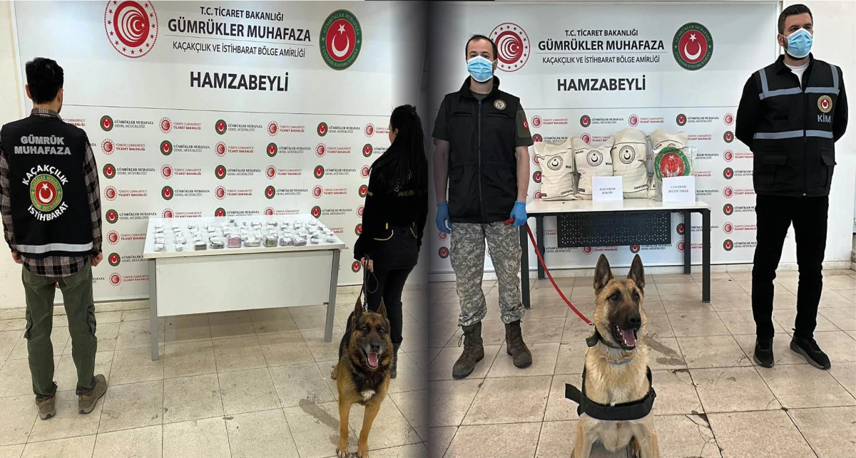Hamzabeyli'de 50 kilo uyuşturucuyu ‘Bodri’ buldu