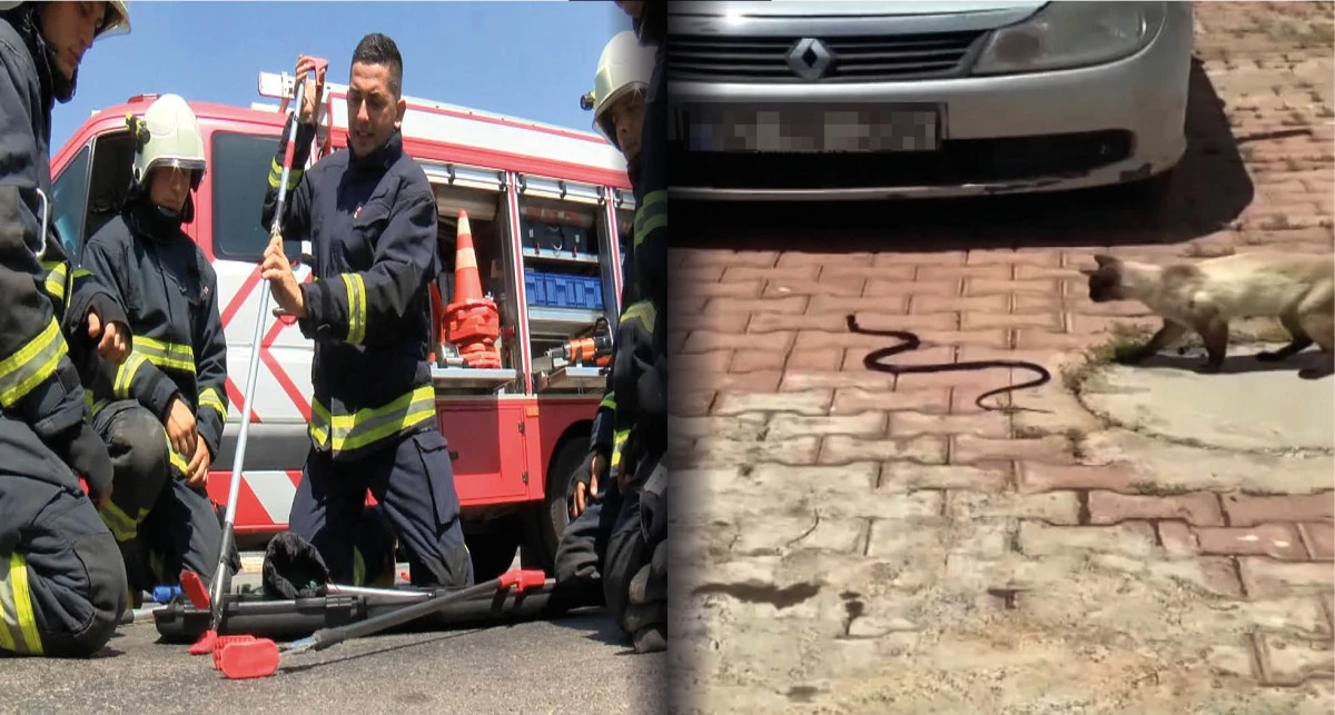 Hava ısındı, itfaiyenin 'yılan mesaisi' başladı