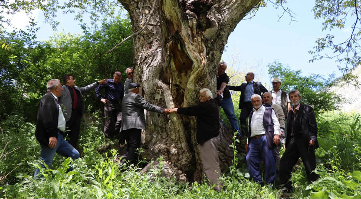 'İmam Ağacı' olarak bilinen ceviz ağacı 350 yaşında