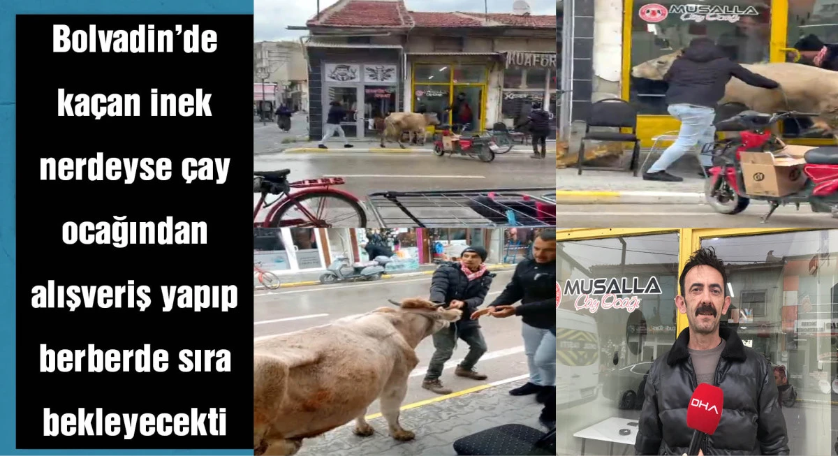 Ka&ccedil;an inek, berber d&uuml;kkanı ile &ccedil;ay ocağına girmeye &ccedil;alıştı