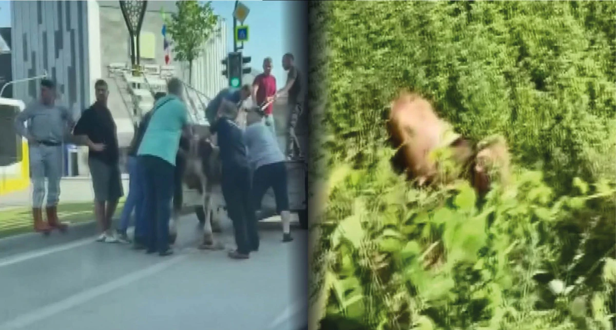 Kaçan kurbanlık boğalardan biri dere yatağında, diğeri trafikte yakalandı