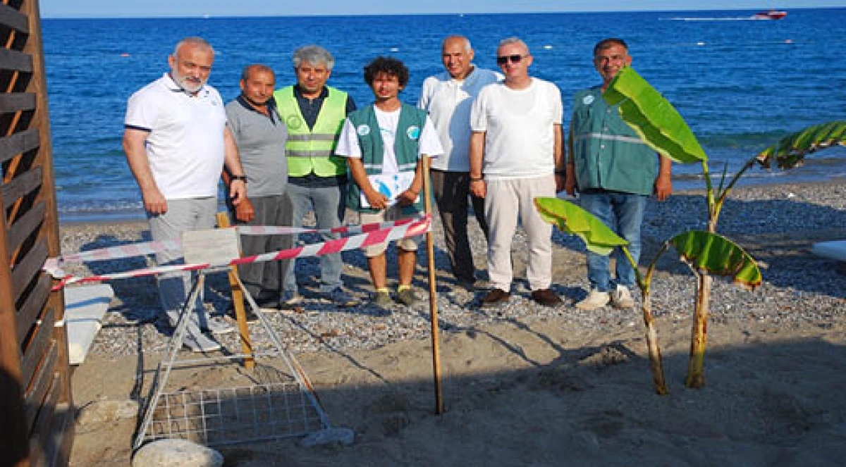 Kemer sahillerinde tespit edilen 38 deniz kaplumbağası yuvası korumaya alındı