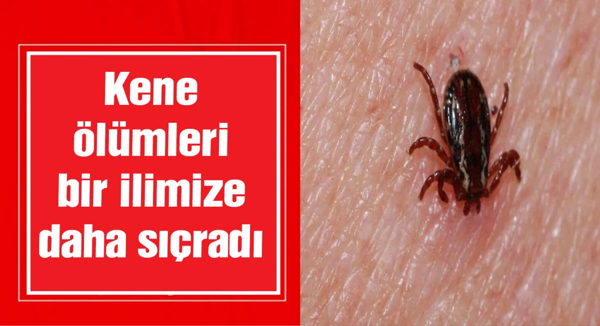 Kene ölümleri bir ilimize daha sıçradı: Aynı ilde 2'nci ölüm!
