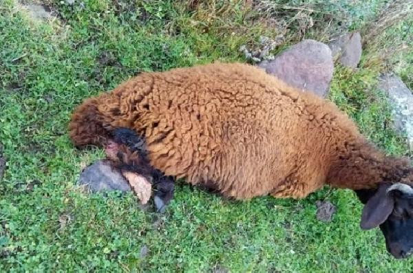Köpekler sürüye saldırıp 2 koyunu öldürdü