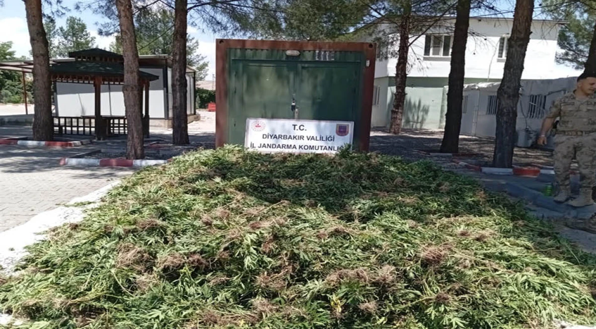 Mısır tarlasında 41 bin kök skunk ele geçirildi: 2 gözaltı