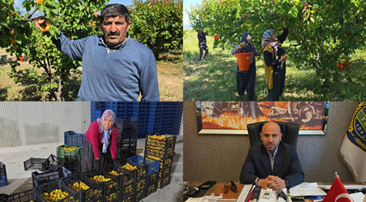 Mut kayısısında rekolte artışı &uuml;reticiyi mutlu etti