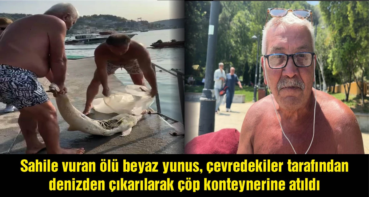 Ölü yunus Bebek sahilinde karaya vurdu; çöp konteynerine atıldı