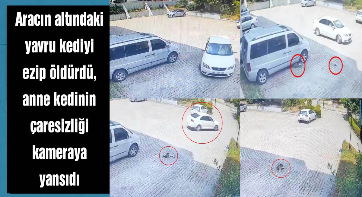 Otomobilin altında kalan yavru kedi öldü, annesi başından ayrılmadı