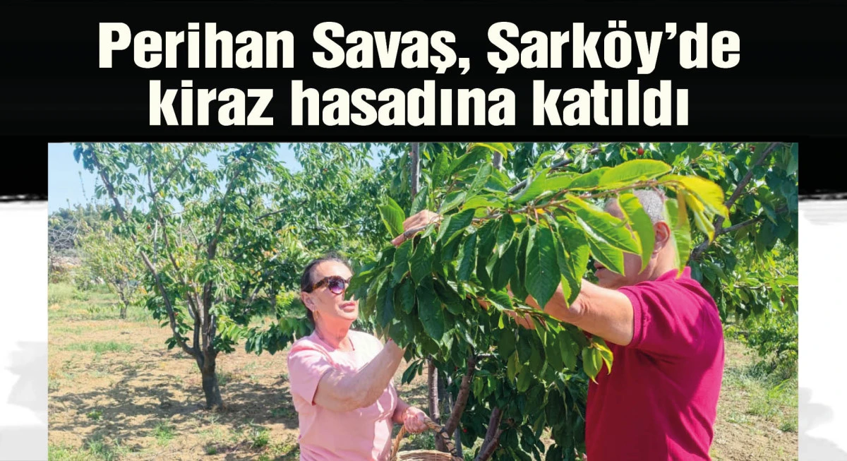 Perihan Savaş, Şarköy'de kiraz hasadına katıldı