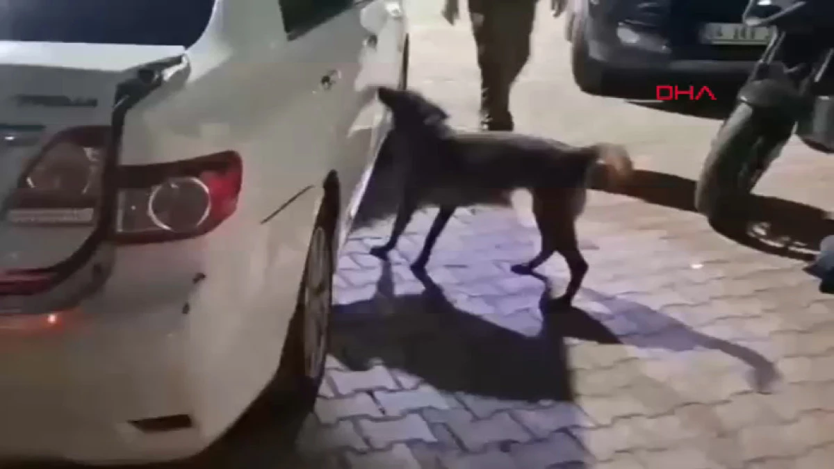 Sakarya'da uyuşturucu operasyonu: 2 tutuklama