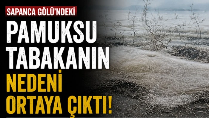 Sapanca G&ouml;l&uuml;'ndeki pamuksu tabakanın nedeni ortaya &ccedil;ıktı