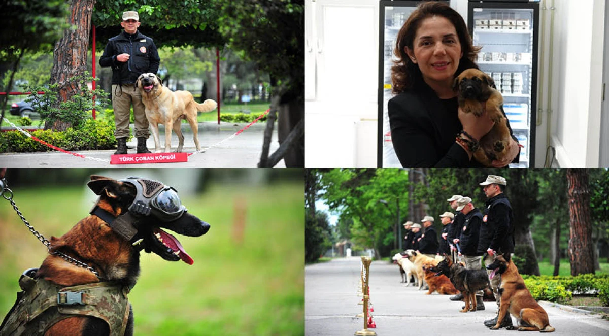 TSK'nın 'kahraman köpekleri', 2 yıl boyunca 8 farklı branşta eğitiliyor