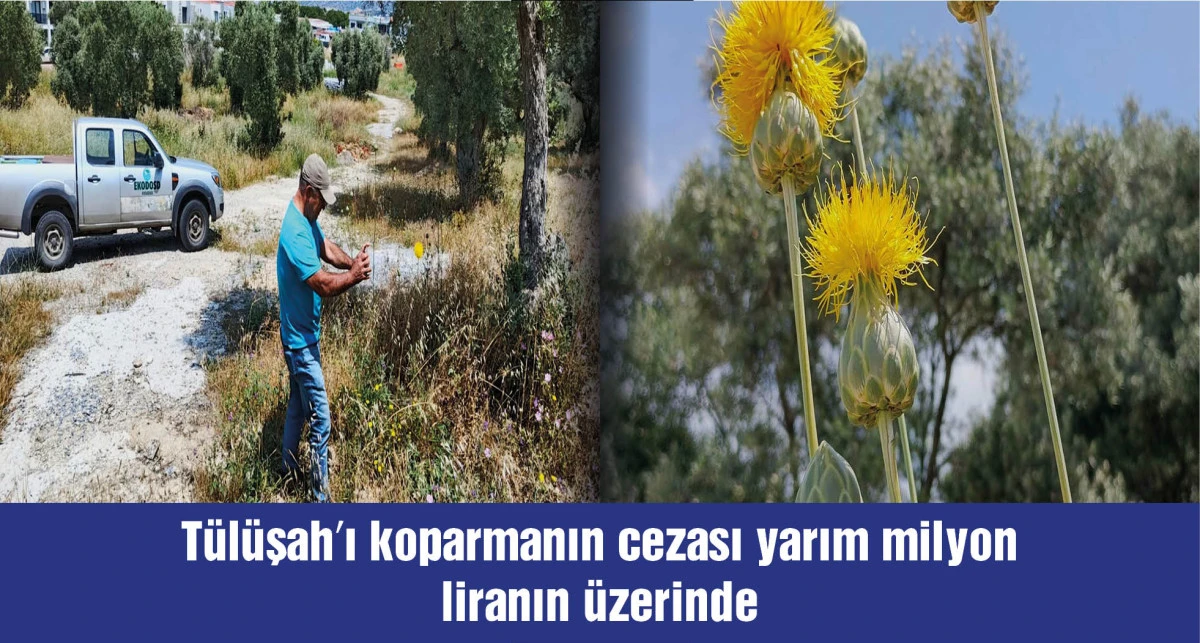 Tülüşah'ı koparmanın cezası 557 bin TL