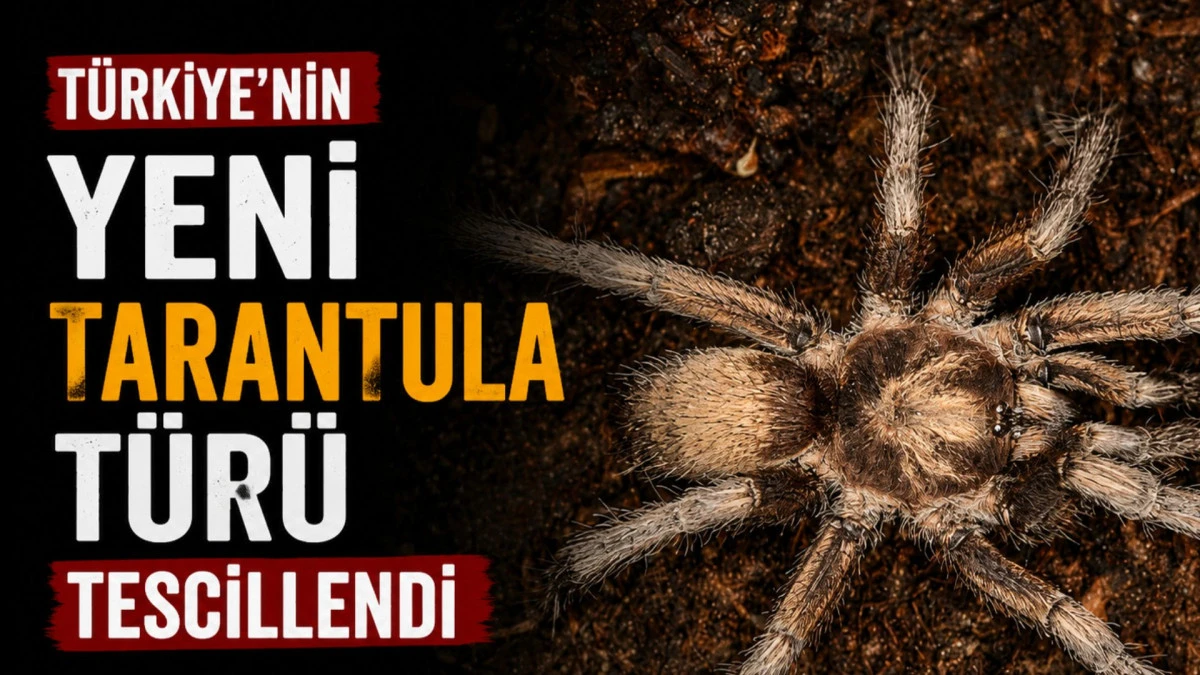 T&uuml;rkiye'nin yeni tarantula t&uuml;r&uuml; tescillendi