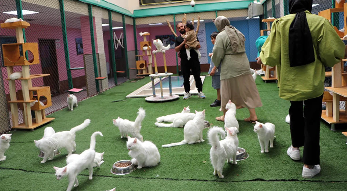 Van Kedi Villası'na 55 yeni üye katıldı