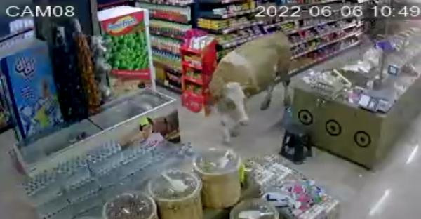 BAYBURT’ta 2 kaçak inek bir markete girdi