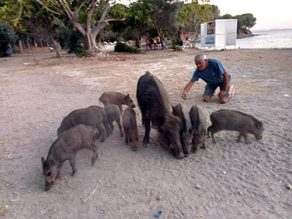 Sahilde inen domuz ve yavrularını elleriyle beslediler
